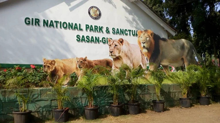 GIR โ THE LION'S LAST FOREST