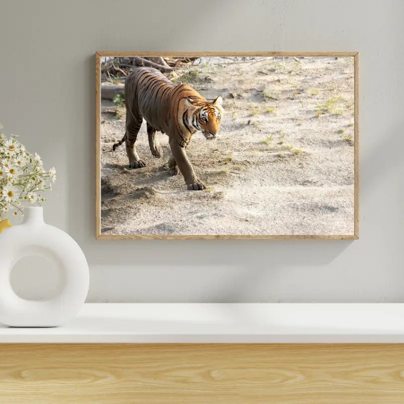The Crossing — Tiger, Fine Art Photography | Limited Edition