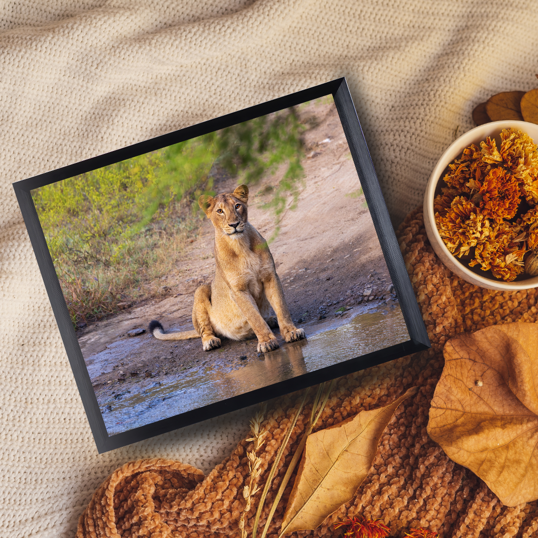 Guardian of the Trail – Lioness Wildlife Art Print