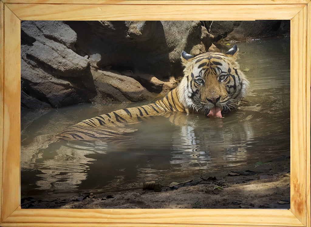 A Quiet Moment of the Wild: Tiger at the Waterhole
