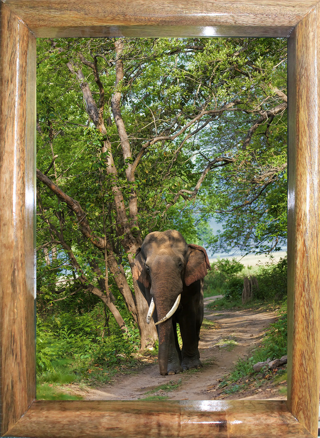 Through the Canopy — Elephant, Fine Art Photography | Limited Edition