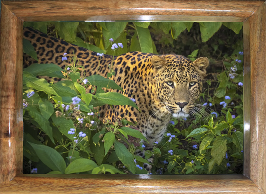 Eye to Eye with the Phantom โ The Bhagira Command | wildlife photo art | Leopard wall art | size- 24"x 32"