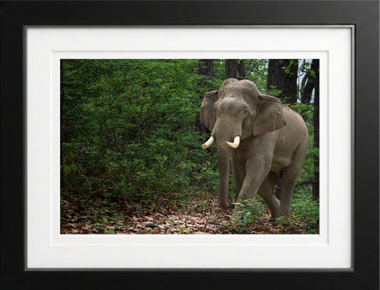 Verdant Wanderer — Asian Elephant Fine Art Photography | Limited Edition Archival Print, India