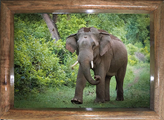 The Monarch of Corbett - Photo Art of Elephant