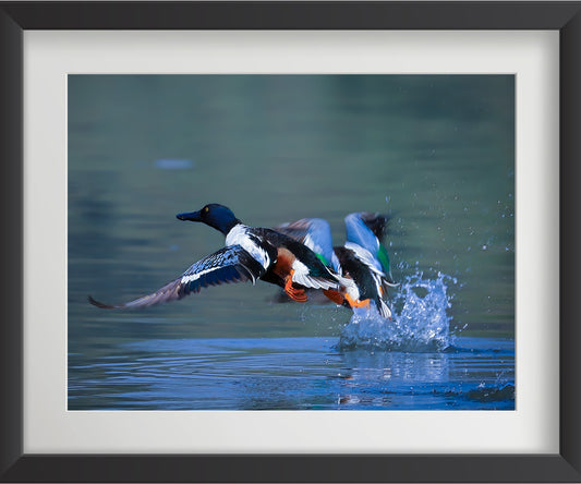 Set of 4 Eurasian Teal Bird Wall Art Prints โ Fibre Frame Wildlife Photo Art for Home Decor โ Vastu & Feng Shui Inspired Harmony, Love & Energy โ Nature-Themed Wall Decoration