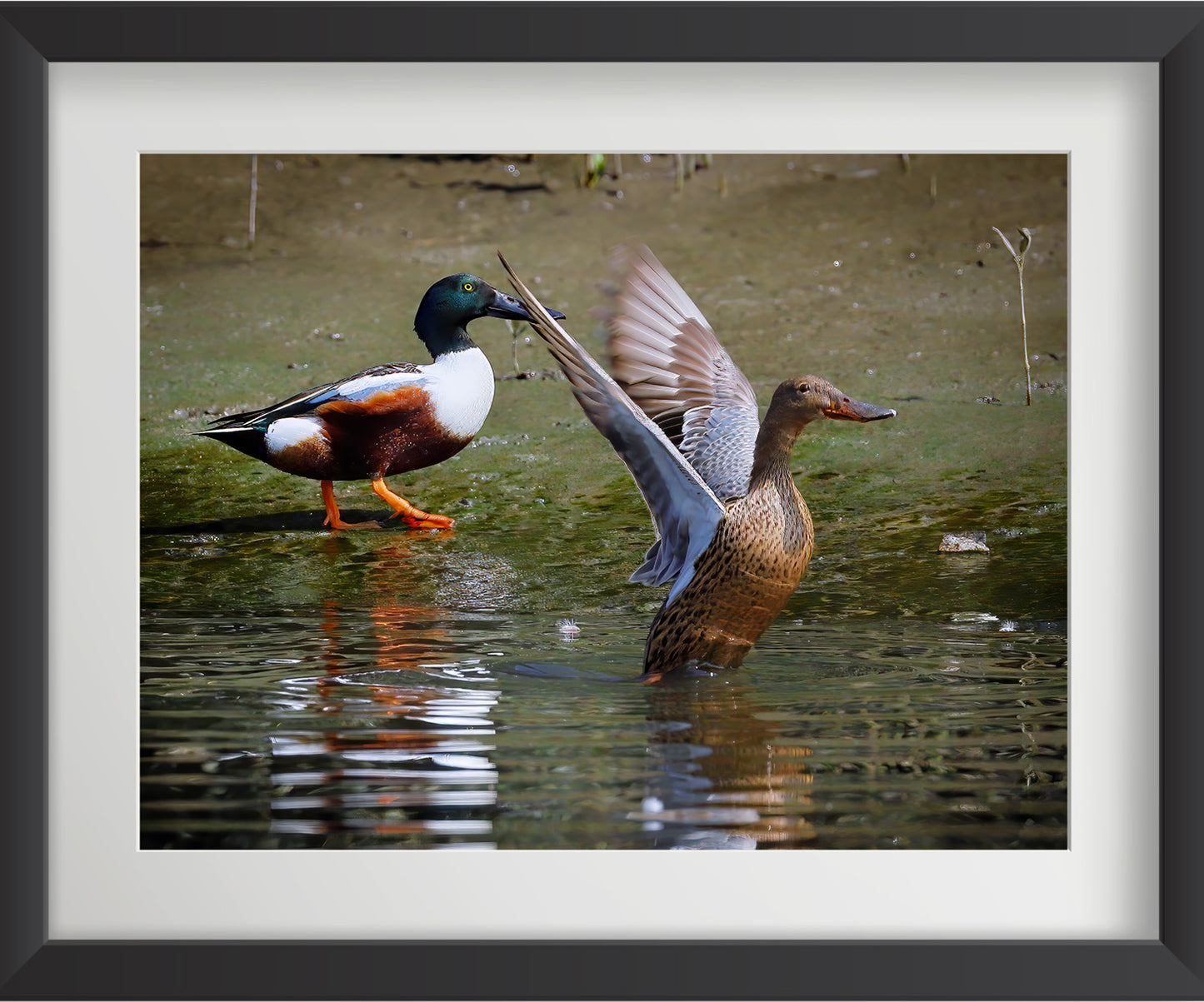 Set of 4 Eurasian Teal Bird Wall Art Prints – Fibre Frame Wildlife Photo Art for Home Decor – Vastu & Feng Shui Inspired Harmony, Love & Energy – Nature-Themed Wall Decoration