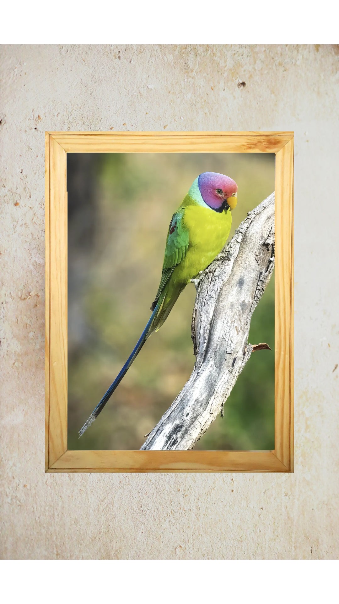 The Hidden Gem of Panna — Parakeet, Fine Art Photography | Limited Edition