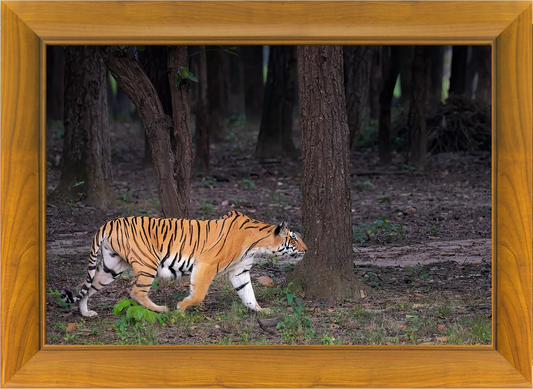 Wild Tiger on Guard – Handcrafted Wooden Photo Frame | Wildlife Fine Art Wall Decor