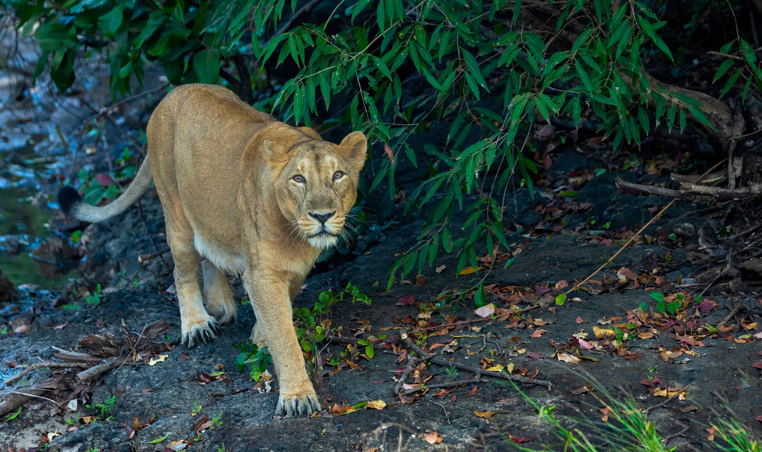 LIONS