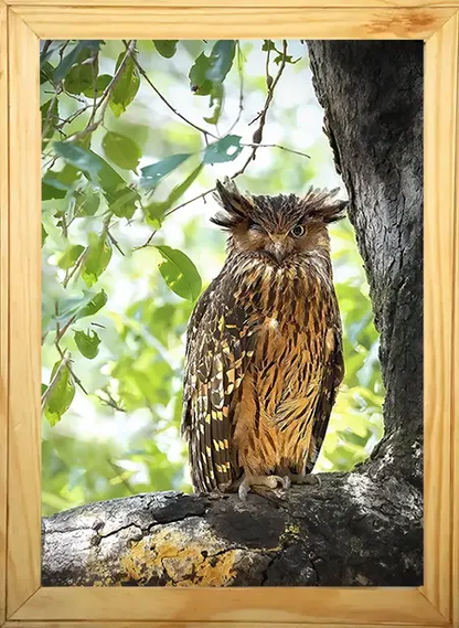 Winking Owl - Kanha National park Framed Owl Bird Photograph