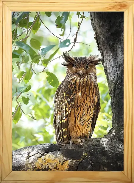 Winking Owl - Kanha National park Framed Owl Bird Photograph