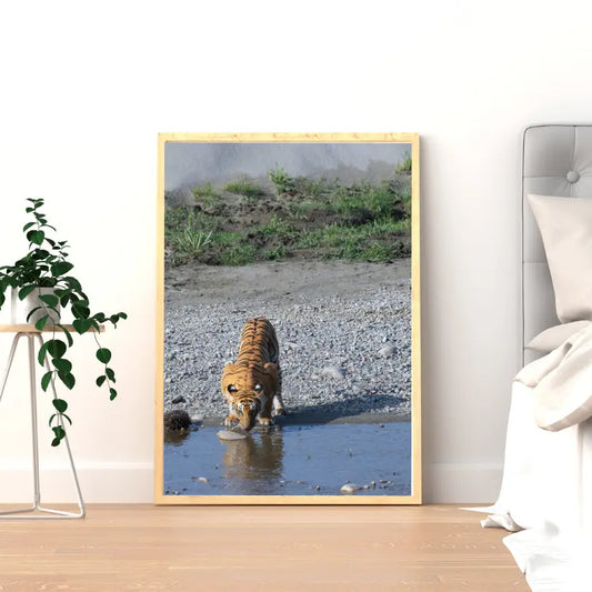 Let Me Take Rest – Majestic Tiger Drinking Water