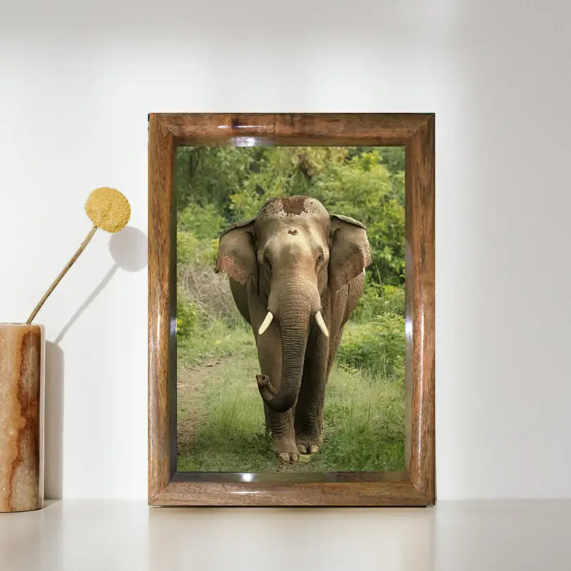 Jungle Majesty – Head-On with Jungle Tusker | Most valuable for Art Collectors