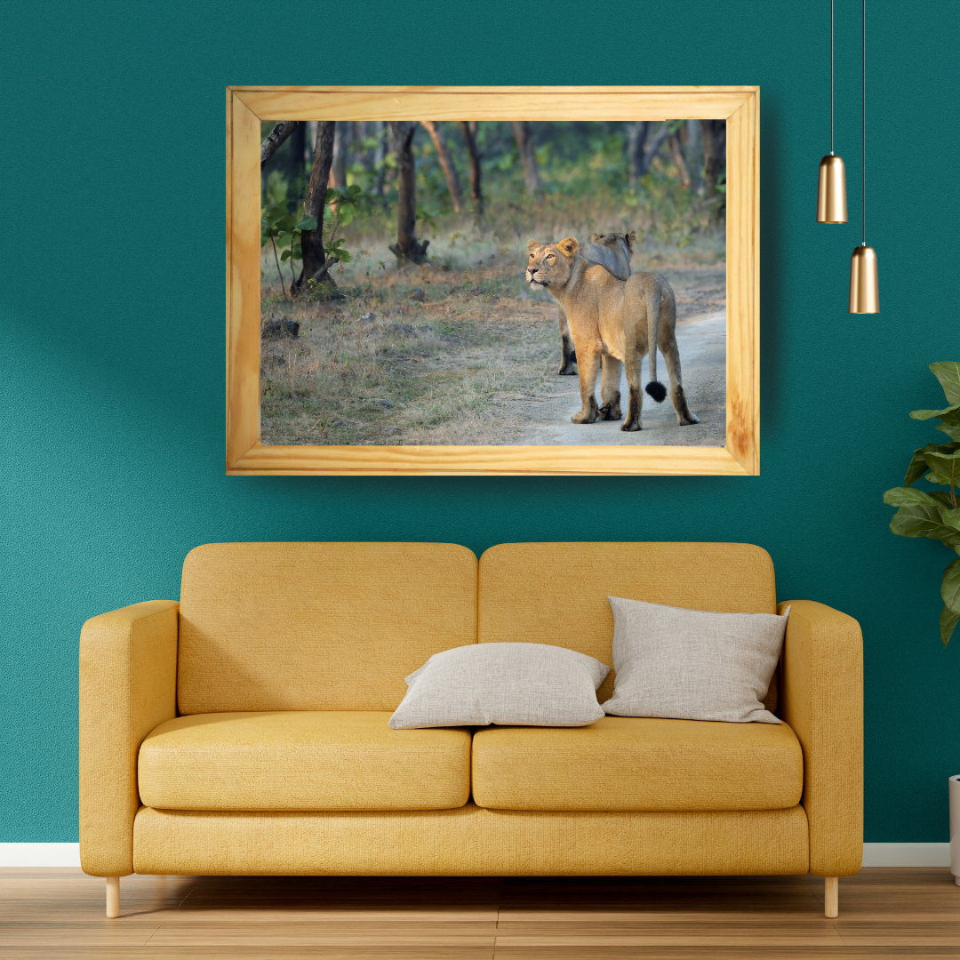 Lioness in Golden Light – Premium Wildlife Wall Art | Framed Fine Art Collection for Living Room, Office & Luxury Interiors