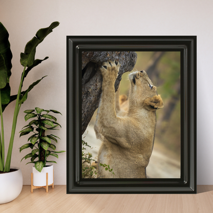 Reaching for the Wild – Lioness Fine Art Wildlife Photography Print