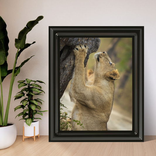 Reaching for the Wild – Lioness Fine Art Wildlife Photography Print
