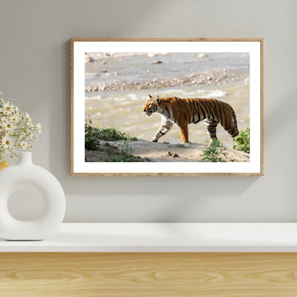 The Crossing at Dusk — Tiger, Fine Art Photography | Limited Edition