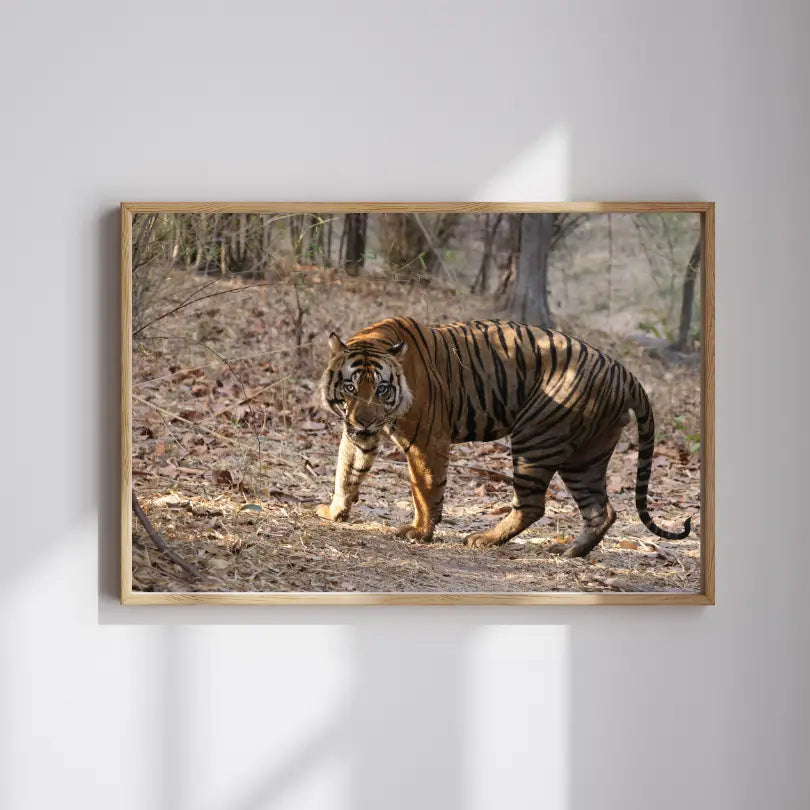 Tiger Securing Its Territory