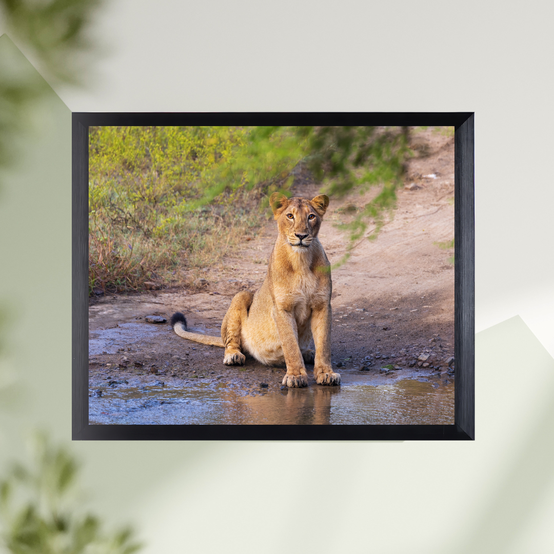 Guardian of the Trail – Lioness Wildlife Art Print
