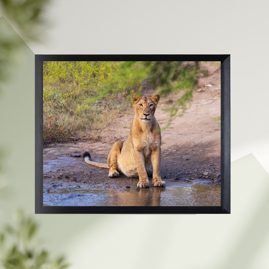 Guardian of the Trail – Lioness Wildlife Art Print