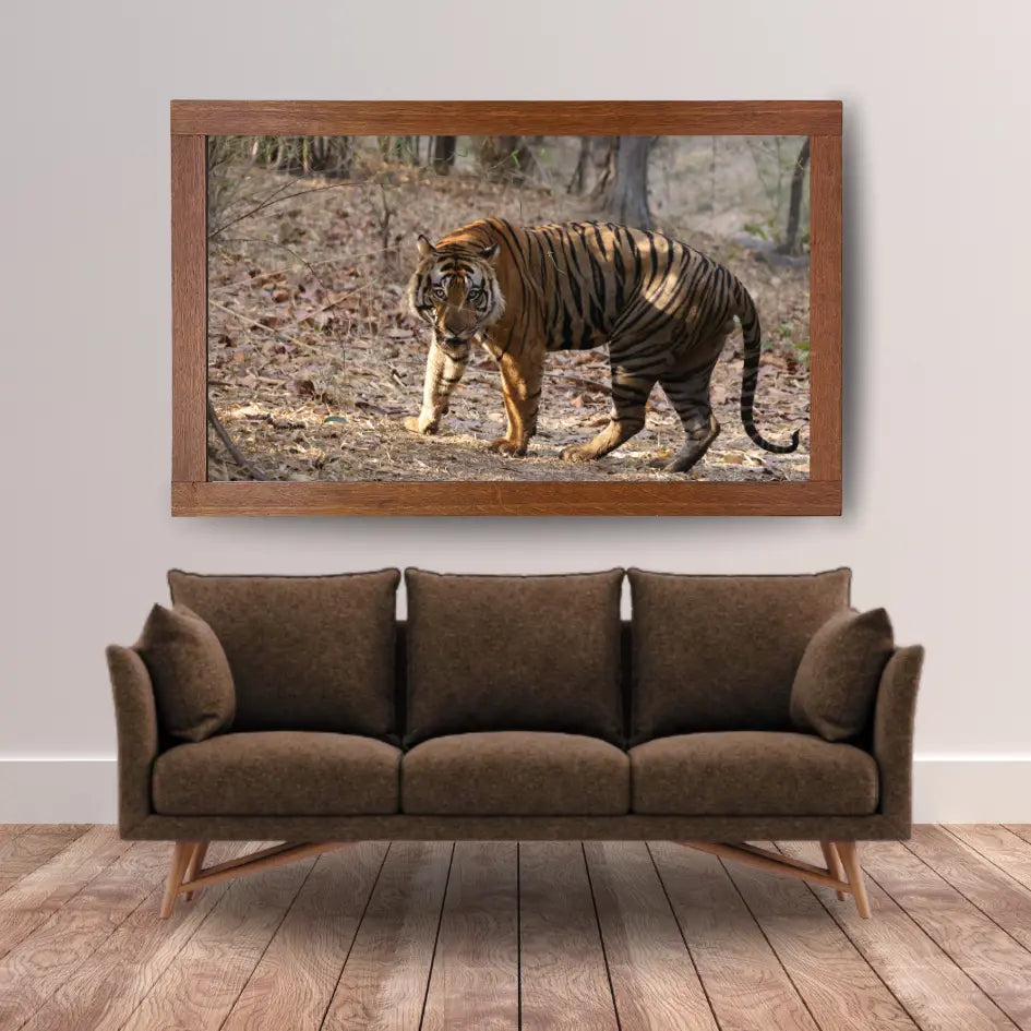 Tiger Securing Its Territory