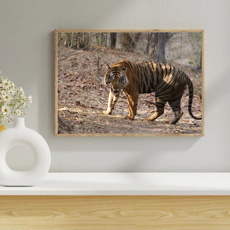 Tiger Securing Its Territory — Tiger, Fine Art Photography | Limited Edition