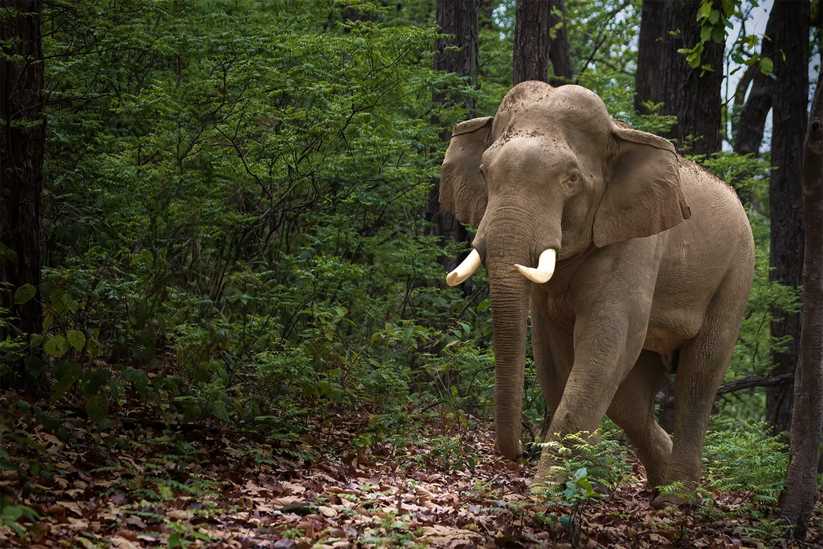 A real elephant walking through a forest with trees, green foliage, and leaf-covered ground. The elephant has gray skin and visible ivory tusks.