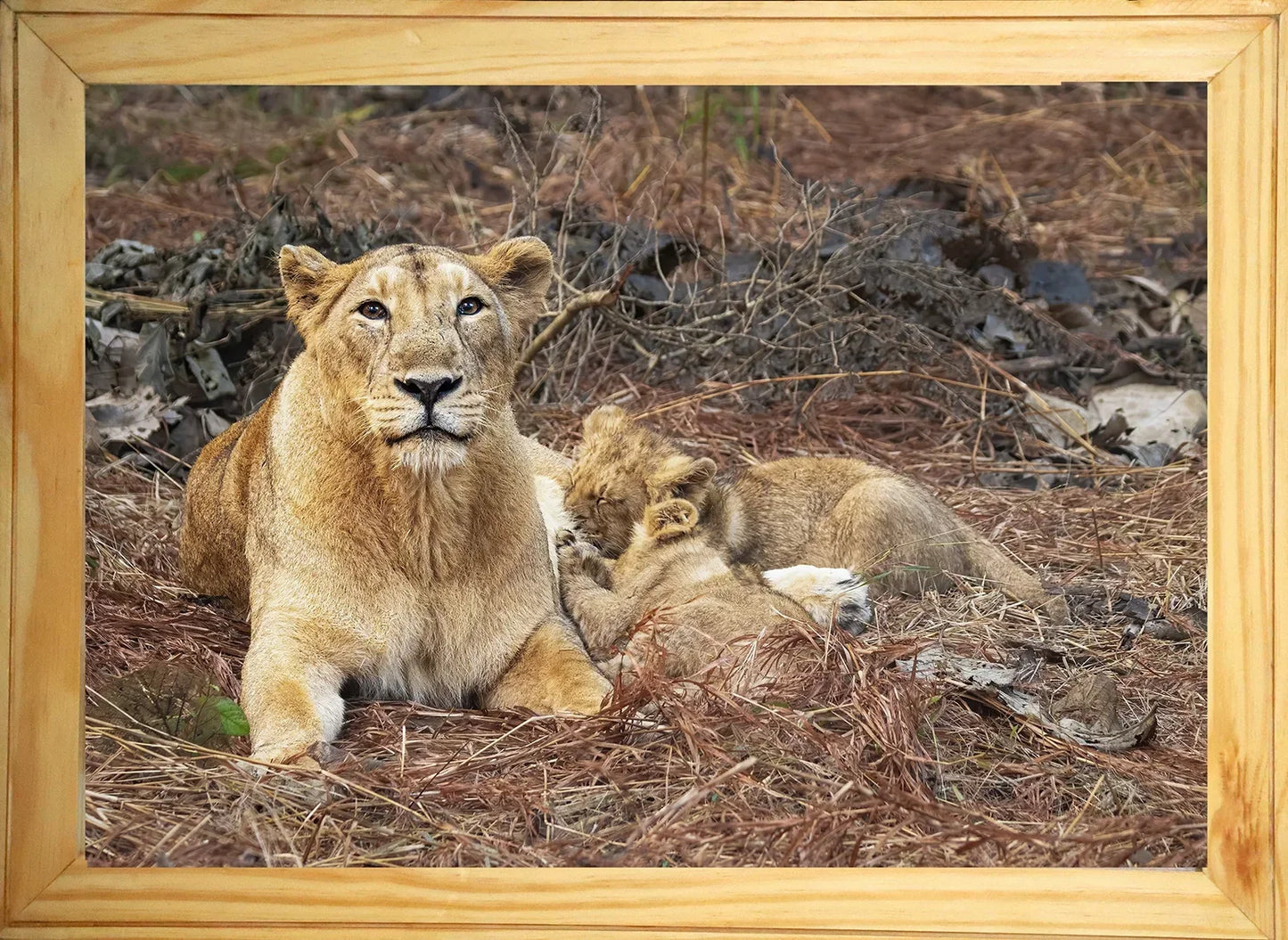 The Protectors of Gir – Lioness and Cubs Wildlife Artwork