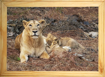The Protectors of Gir – Lioness and Cubs Wildlife Artwork