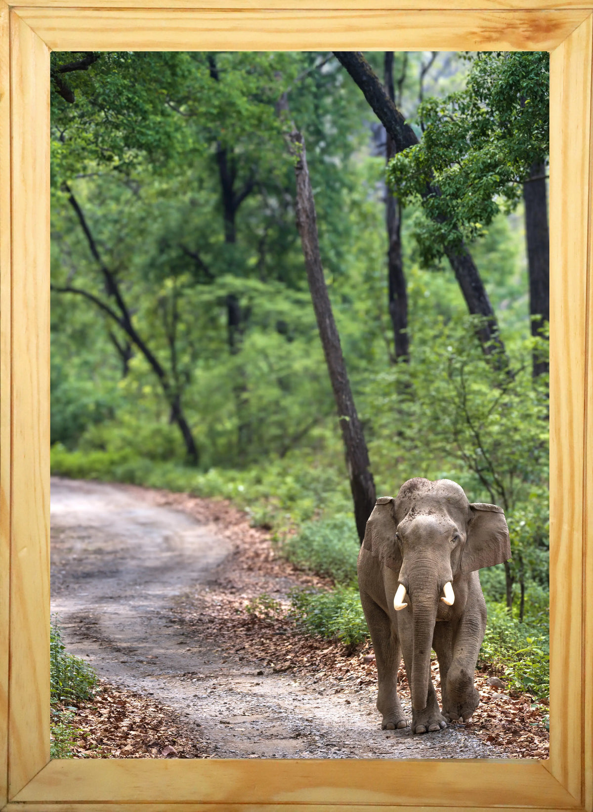 Ivory Passage — Asian Elephant Fine Art Photography | Limited Edition Archival Print, India
