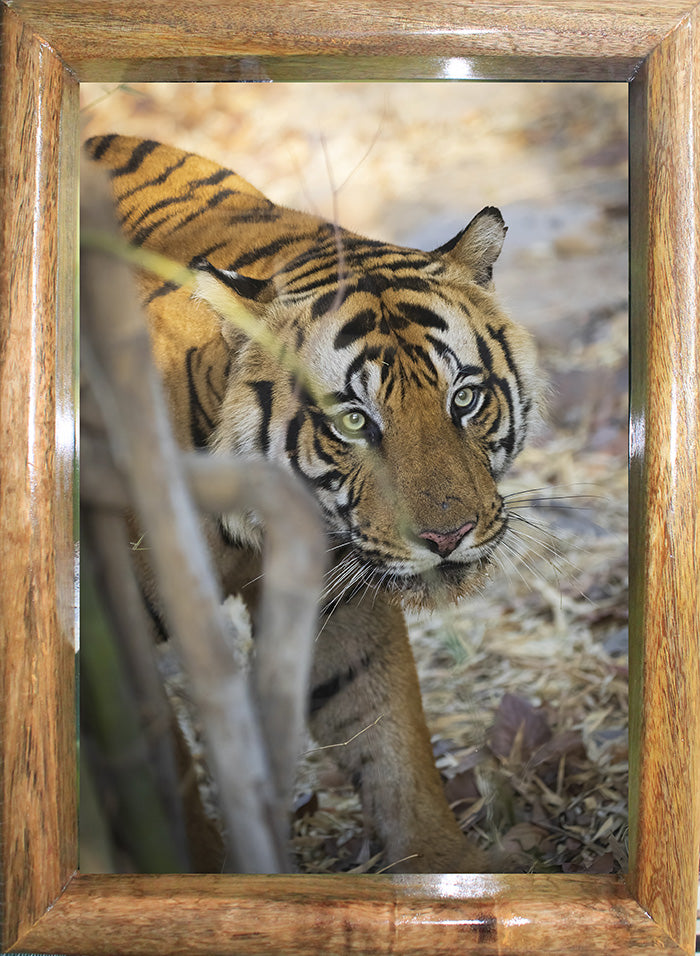 Tiger's Gaze — Tiger, Fine Art Photography | Limited Edition