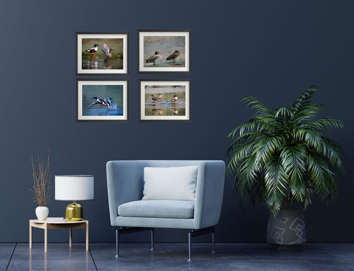 Set of 4 Eurasian Teal Bird Wall Art Prints – Fibre Frame Wildlife Photo Art for Home Decor – Vastu & Feng Shui Inspired Harmony, Love & Energy – Nature-Themed Wall Decoration