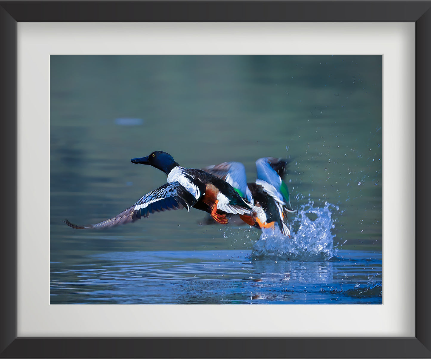 Set of 4 Eurasian Teal Bird Wall Art Prints – Fibre Frame Wildlife Photo Art for Home Decor – Vastu & Feng Shui Inspired Harmony, Love & Energy – Nature-Themed Wall Decoration