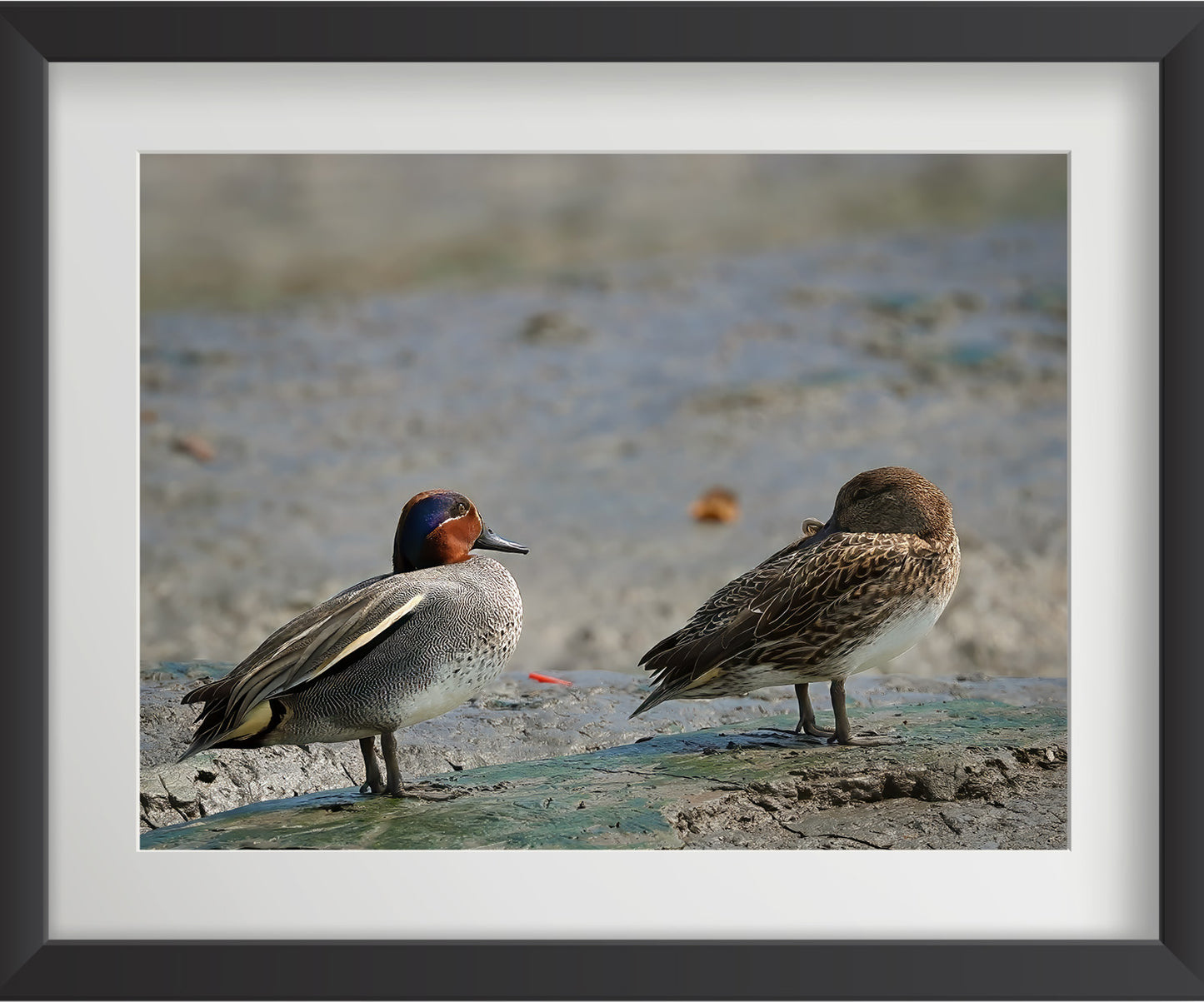 Set of 4 Eurasian Teal Bird Wall Art Prints – Fibre Frame Wildlife Photo Art for Home Decor – Vastu & Feng Shui Inspired Harmony, Love & Energy – Nature-Themed Wall Decoration