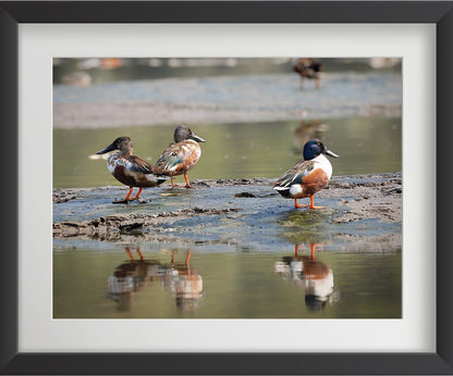 Set of 4 Eurasian Teal Bird Wall Art Prints – Fibre Frame Wildlife Photo Art for Home Decor – Vastu & Feng Shui Inspired Harmony, Love & Energy – Nature-Themed Wall Decoration