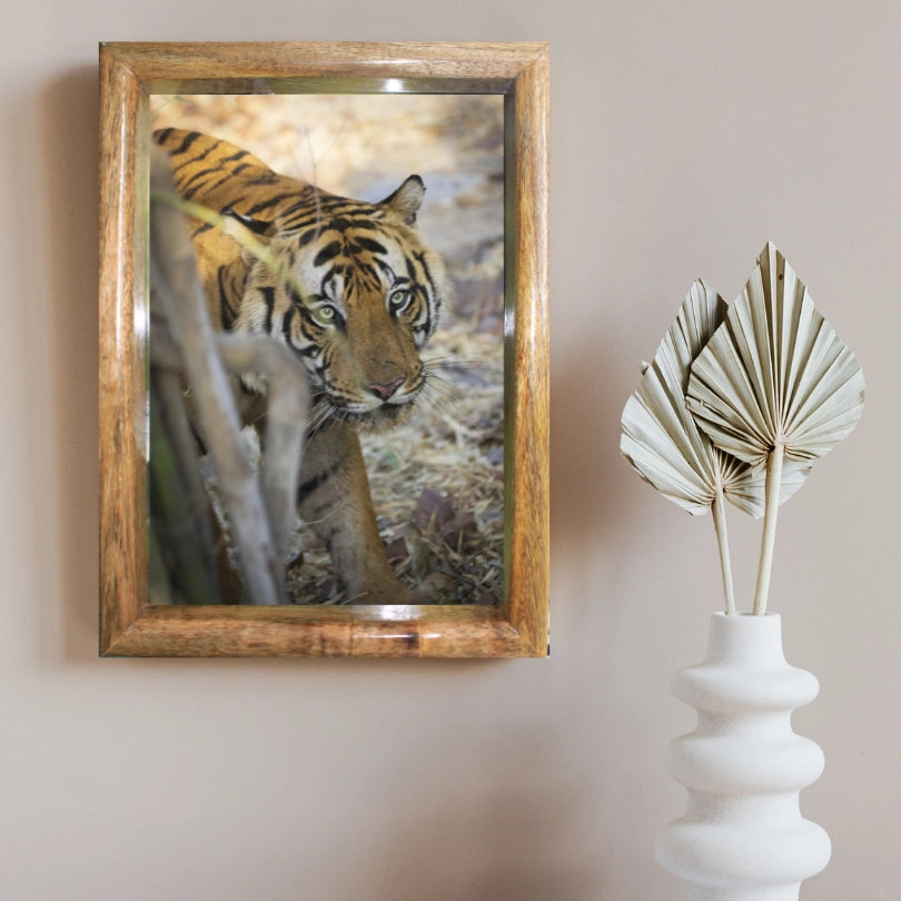 Tiger's Gaze — Tiger, Fine Art Photography | Limited Edition