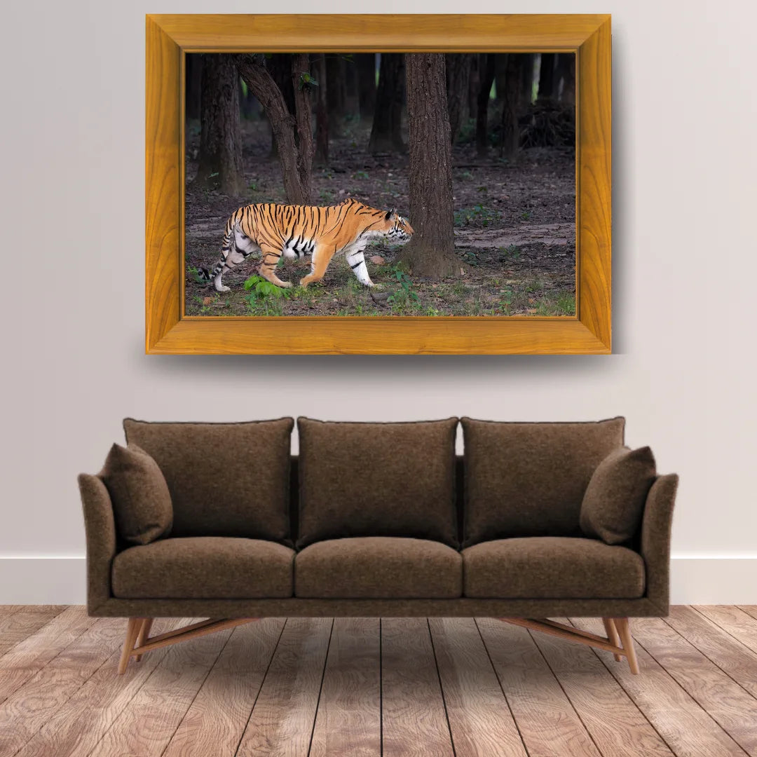 The Huntress of Kanha — Tiger, Fine Art Photography | Limited Edition